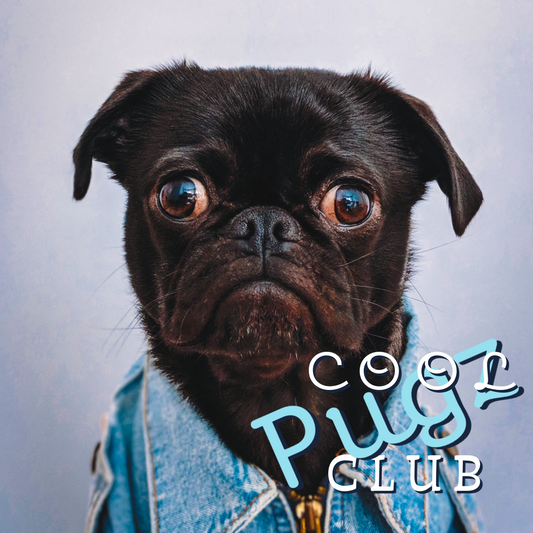 Cool Pug